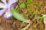 Dwarf crested iris